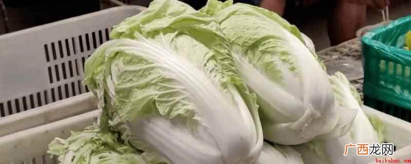 夏阳白维生素含量比普通白菜更高 夏阳白跟普通白菜区别