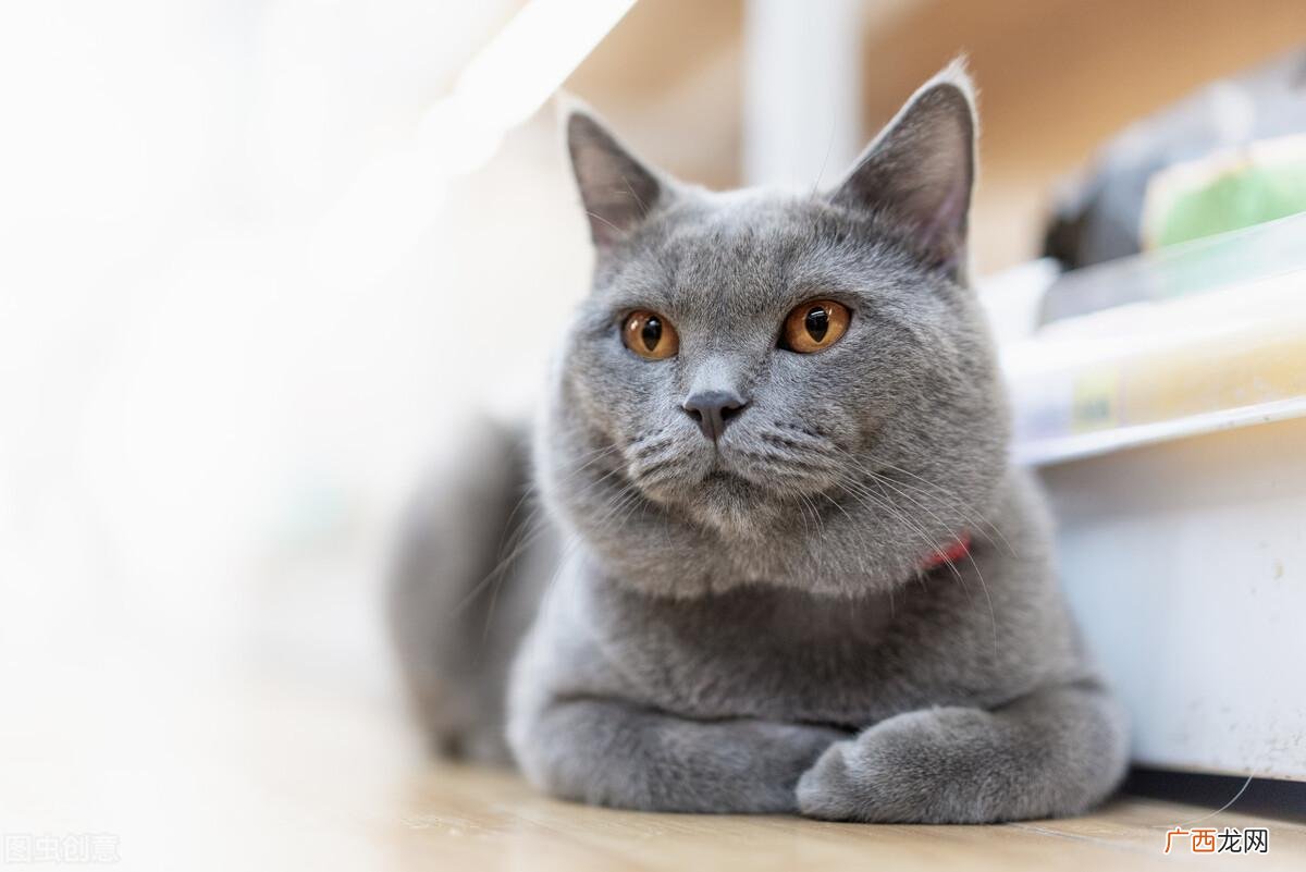新手养蓝猫的8大注意事项 养蓝猫最忌讳什么