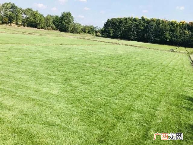 赚钱快又赚钱的4种种植项目 种植什么最赚钱农村