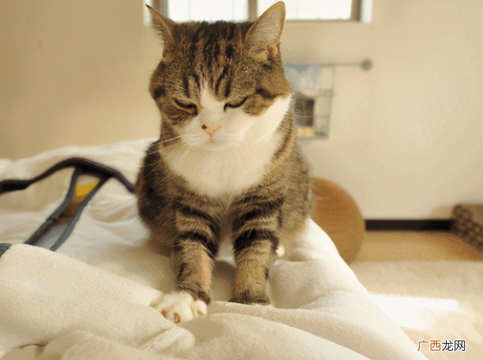是一种什么表现 猫踩奶是啥意思