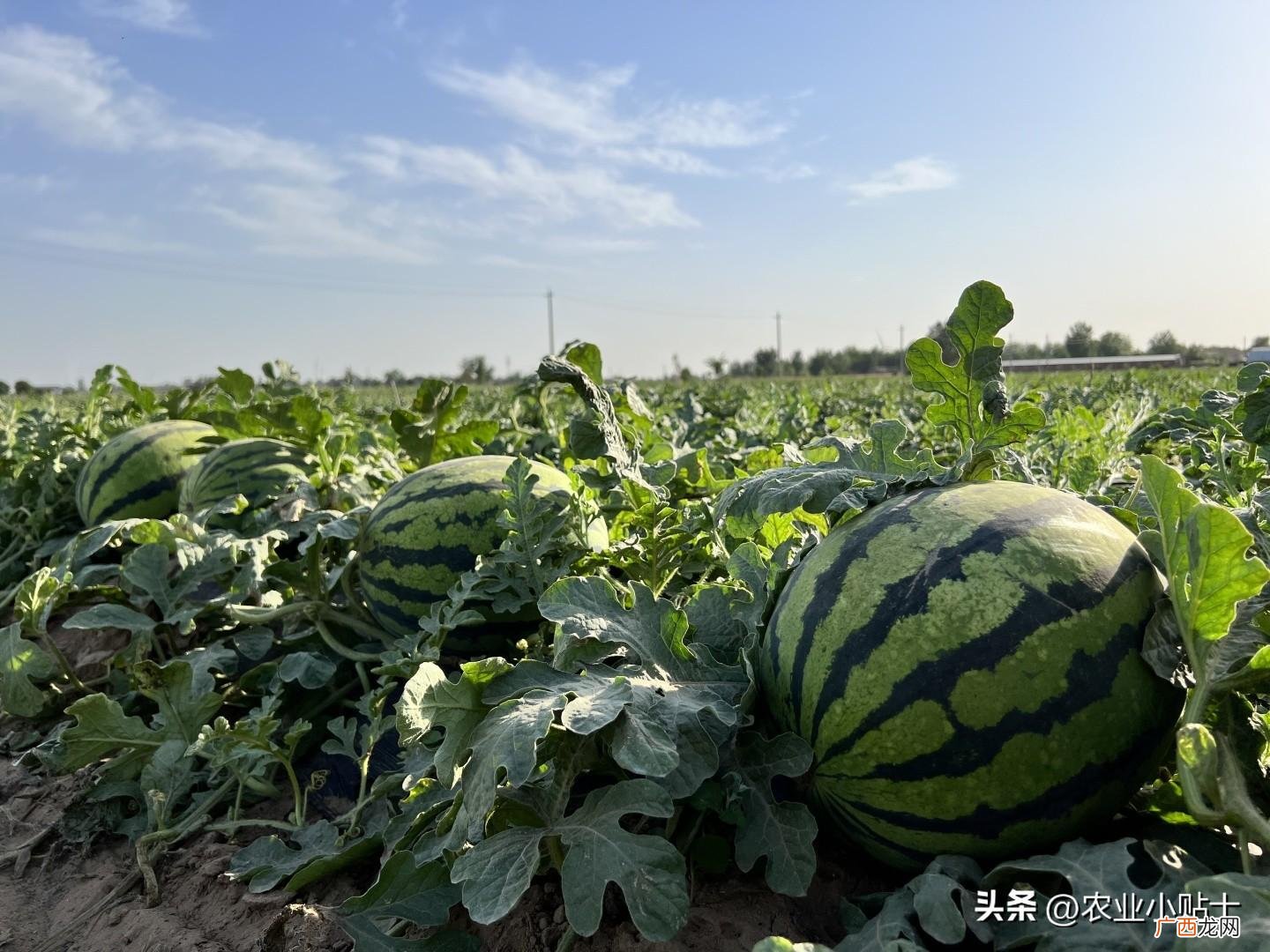只要2种肥料产量也高 种西瓜用什么肥料又大又甜又防空心