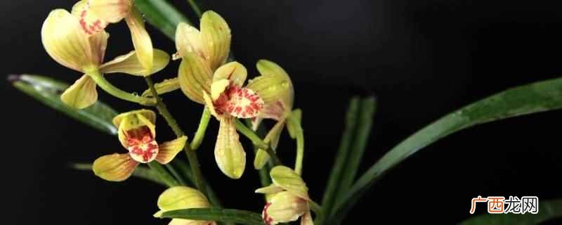 兰花官兰是指建兰花,地生植物,假鳞茎卵球形,长1.5-2 兰花官兰指什么品种