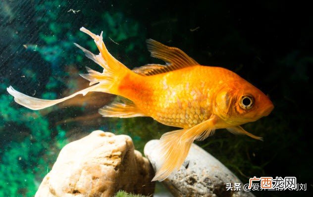 观赏鱼烂尾应该用土霉素治疗最好 鱼烂鳍烂尾什么药好使