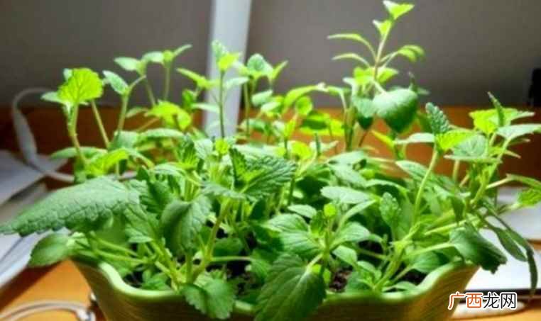 薄荷怎么种植视频教程 薄荷怎么种植