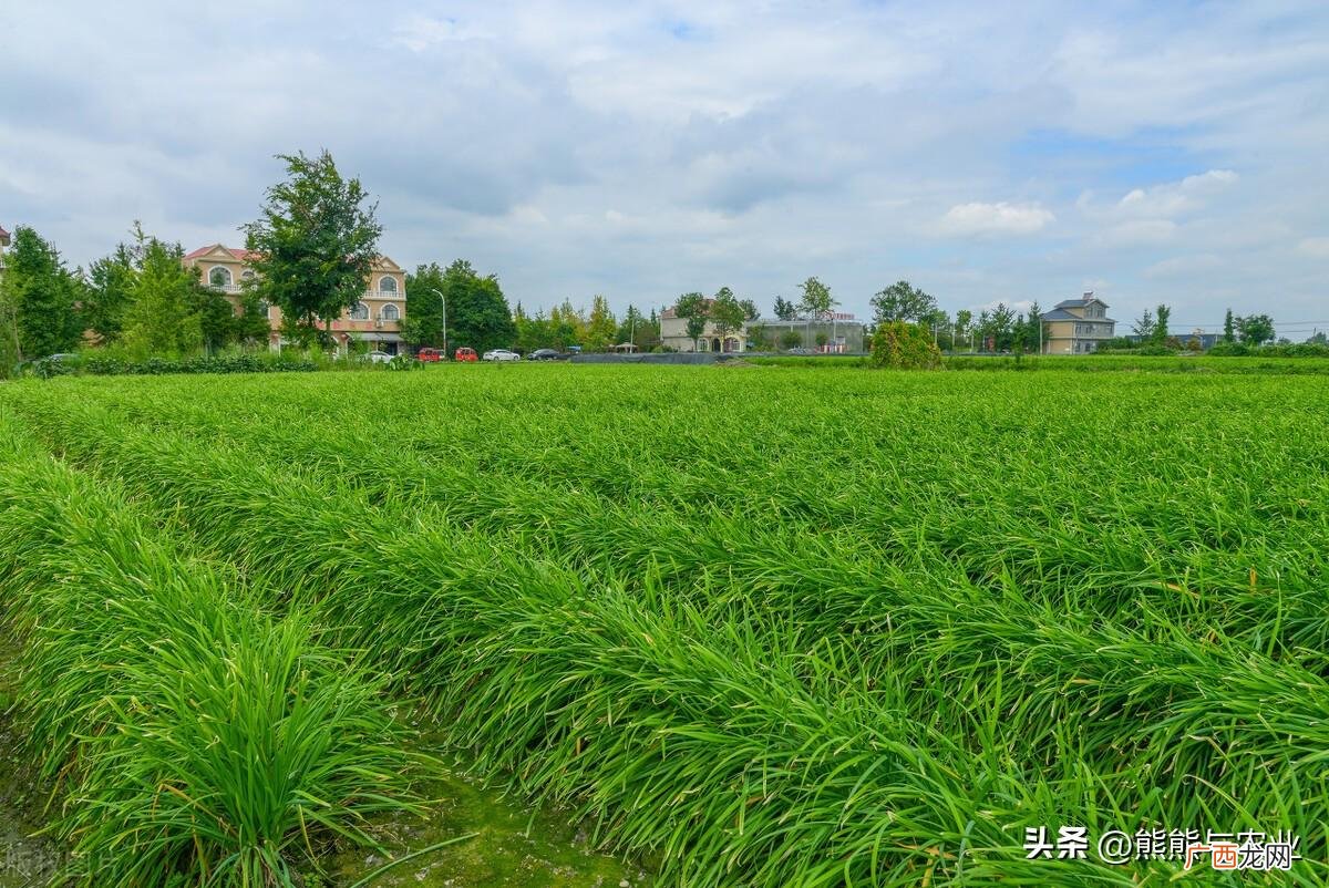 韭菜的移栽关键步骤详解 韭菜怎么移栽长得好产量高