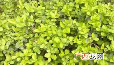 黄叶假连翘为唇形目马鞭草科 黄叶假连翘图片