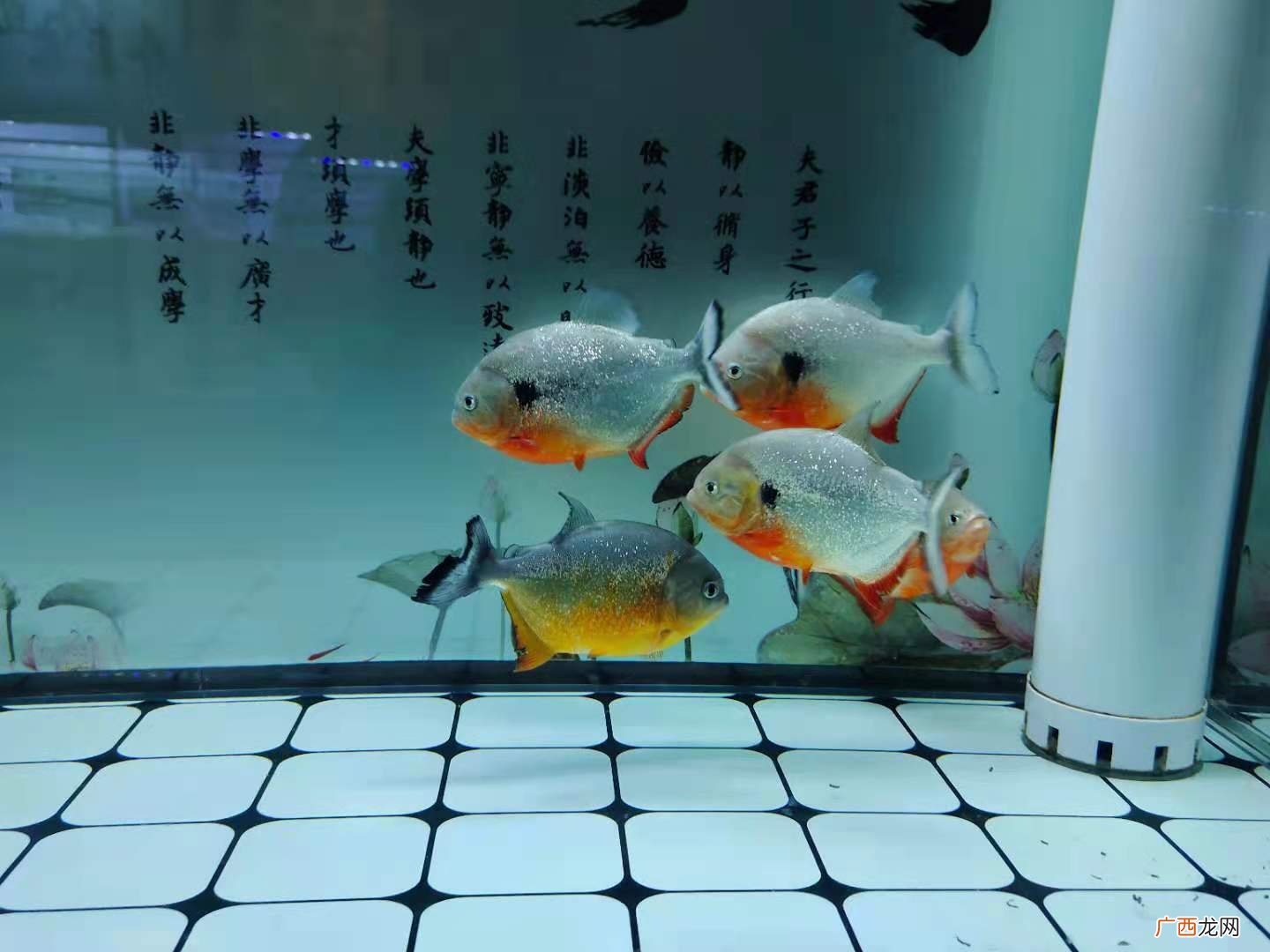 可以选择哪些药物治疗 鱼体内寄生虫用什么药