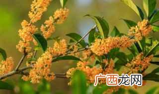 桂花哪个品种适合室内 桂花买什么品种风水好