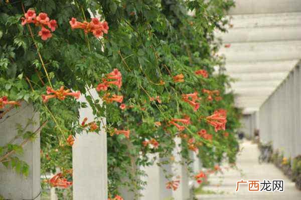 中国凌霄花和美国凌霄花哪个好养 美国凌霄花与俄罗斯凌霄花哪个好