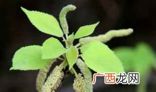狗棒槌的学名是“构树穗” 狗棒槌是什么植物
