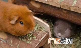 养仓鼠的注意事项20个 20个仓鼠养殖注意事项