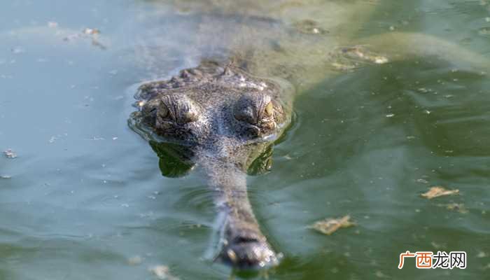鳄鱼属于什么动物 鳄鱼属于哪类动物