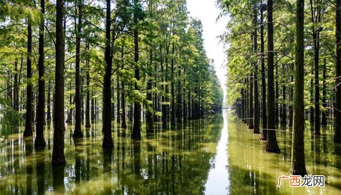 活化石有银杏、水杉、鲎、中华鲟、大熊猫、扬子鳄、凤尾蕉、鹦鹉 活化石有哪些