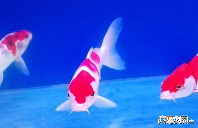 十二生肖不同属相养鱼数量详解 鱼养几条最好最旺财