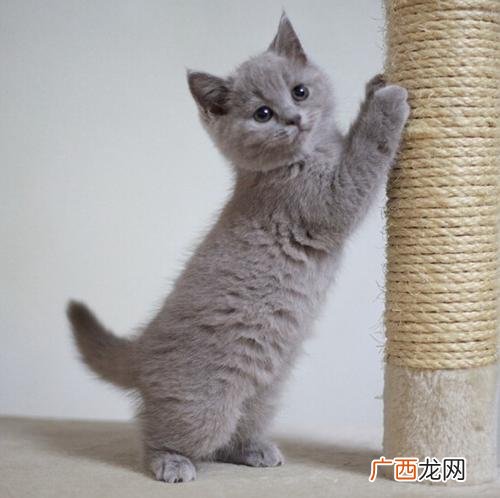 怎么区分英短的所有品种及照片 英短什么毛色最贵