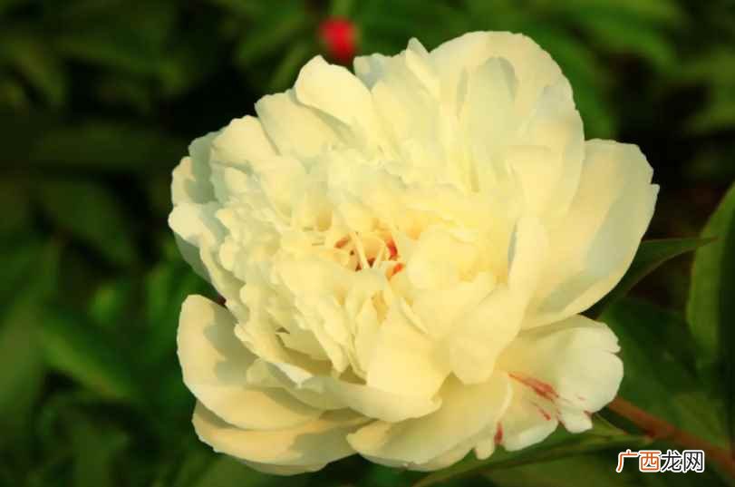 芍药花为什么叫将离草 芍药花为什么叫将离