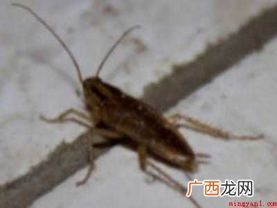彻底消灭蟑螂小妙招的具体操作步骤 彻底消灭蟑螂小妙招