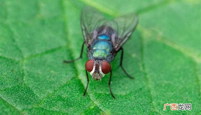 仿生学动物有苍蝇、萤火虫、水母、蝙蝠、青蛙、蛇等 仿生学有哪些动物