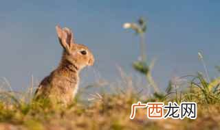 2023年出生的属兔人 2023年属兔是什么命