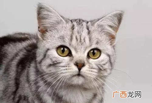 猫的风水格局来判断 猫到底是招财还是来灾