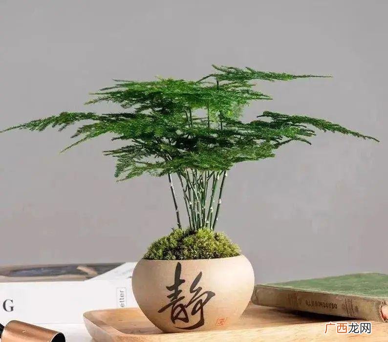 掌握好这4个小技巧，蹭蹭长成小森林 文竹怎么养