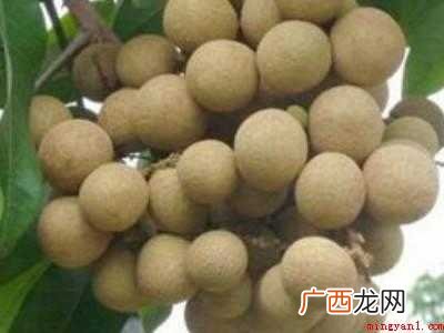 龙眼可开水烫后晒干,共分为5个步骤 龙眼如何晒干