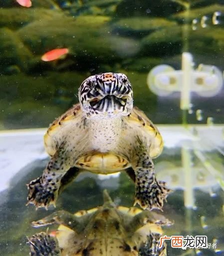 一般养鳄龟会不会越长大越凶 鳄龟要多大才开始凶