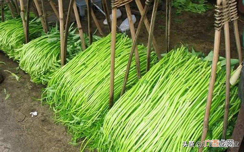 蕹菜 蕹菜和空心菜的区别