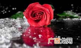 描写玫瑰花的经典诗句 玫瑰花的诗句示例