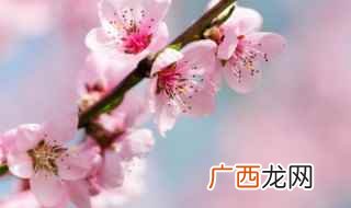 五色碧桃和小花白碧桃有什么区别 桃花有哪些品种