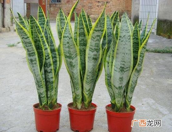 绿植虎皮兰盆栽能放卧室养吗 虎皮兰有毒吗