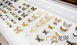 昆虫英语:insect 昆虫英语怎么读