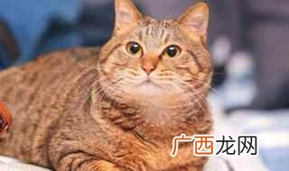 猫咪与人年龄换算表 猫咪跟人年龄换算表