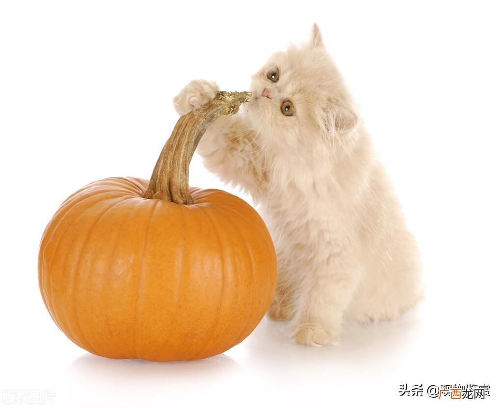 猫为什么知道家有孝 猫为什么知道人将死亡