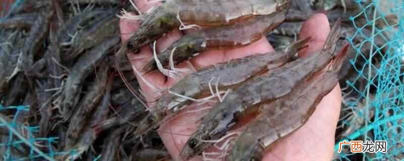 虾网尾部要加重物,以便让它沉下去,随便找些鹅卵石或者断砖,防 虾网尾部要加重物吗