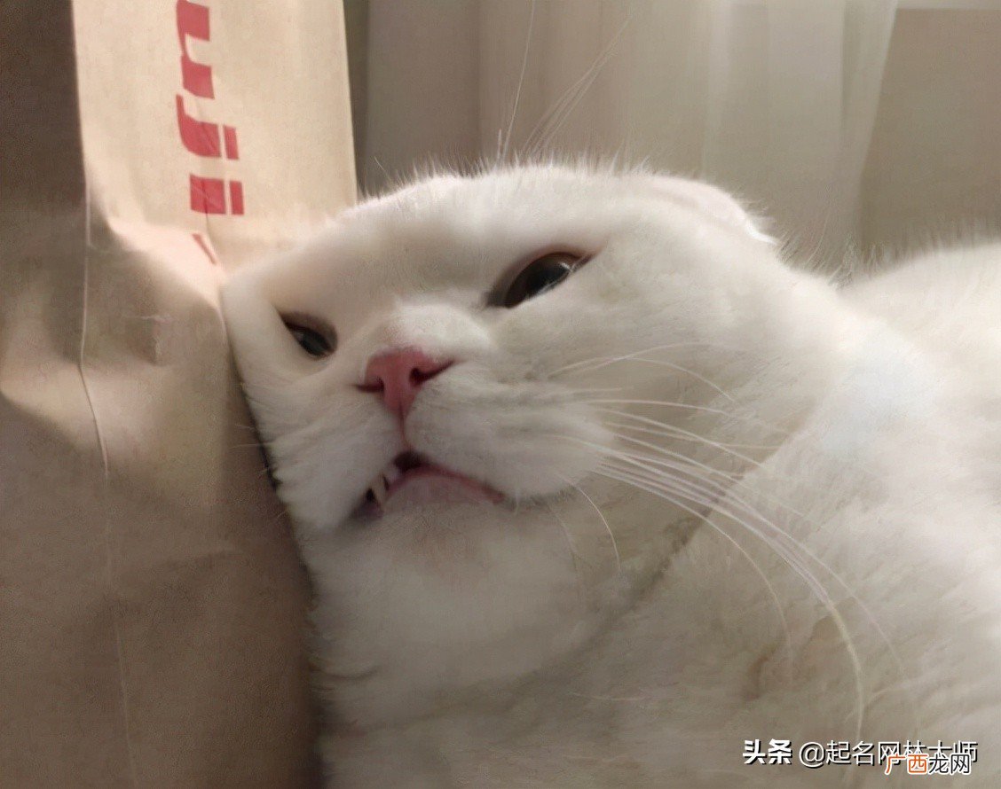 好听的猫名字10个“软萌”猫咪名推荐