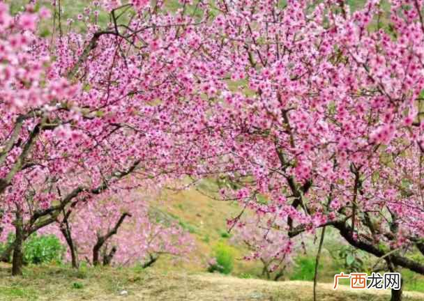 平谷桃花节的时间,基本上都是在4月中旬 平谷桃花节是几月几日