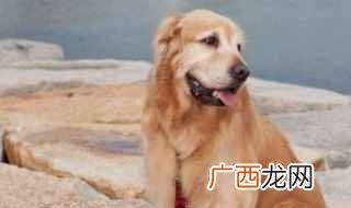 好狗的特征 满足以下4个特点即为优秀的狗