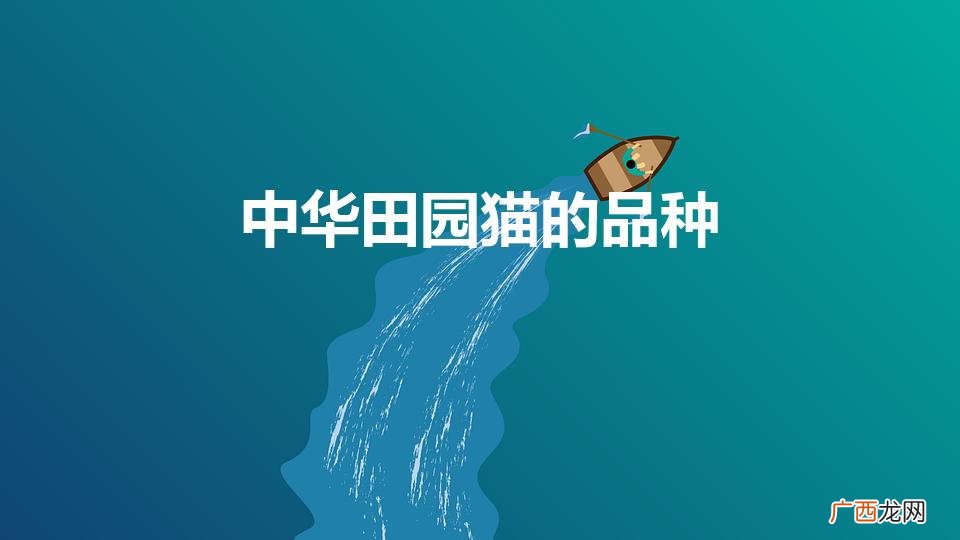 中华田园猫图鉴分类 中华田园猫的品种