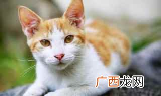 猫吃了就吐可能是因为进食太急而引起的 猫吃了就吐是怎么回事
