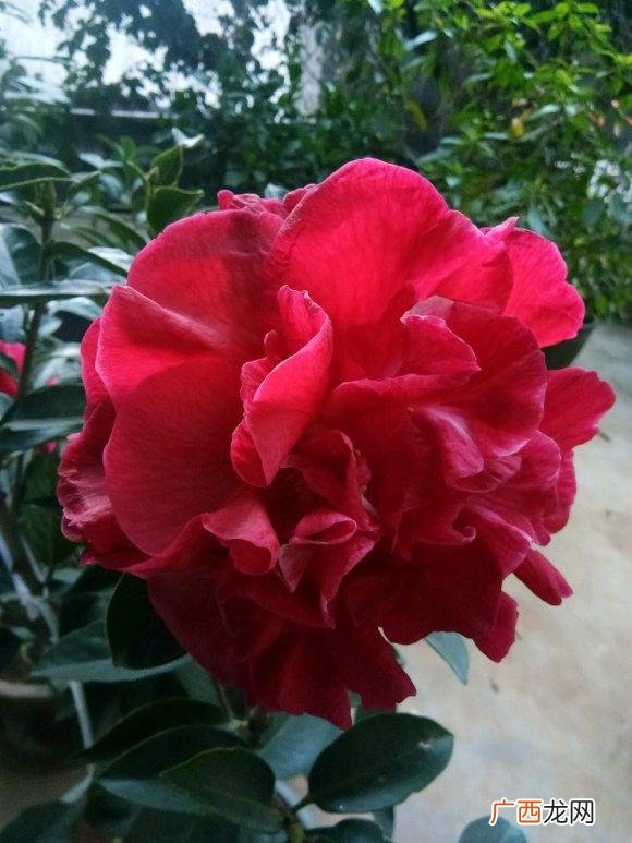 茶花哪个品种最好看又漂亮 茶花最好的品种图片大全
