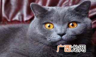蓝猫和英短之间的区别 英国短毛猫和蓝猫区别