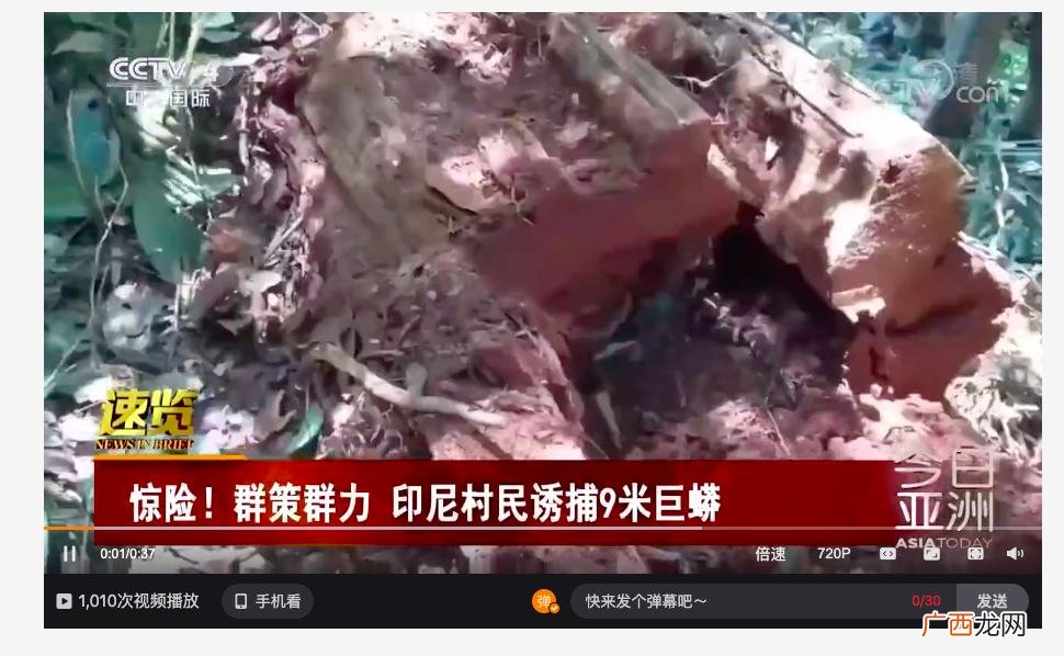 巨蟒泰坦蟒有多少米长 世界上最长的蟒蛇有多长有多大