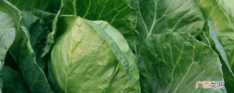 高丽菜其实就是我们平常吃的卷心菜 高丽菜是什么