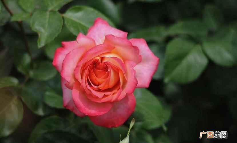 北京市花是月季和菊花,月季与玫瑰的区别 北京的市花是什么