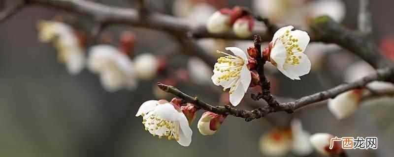 春为一岁首梅在百花先是什么意思