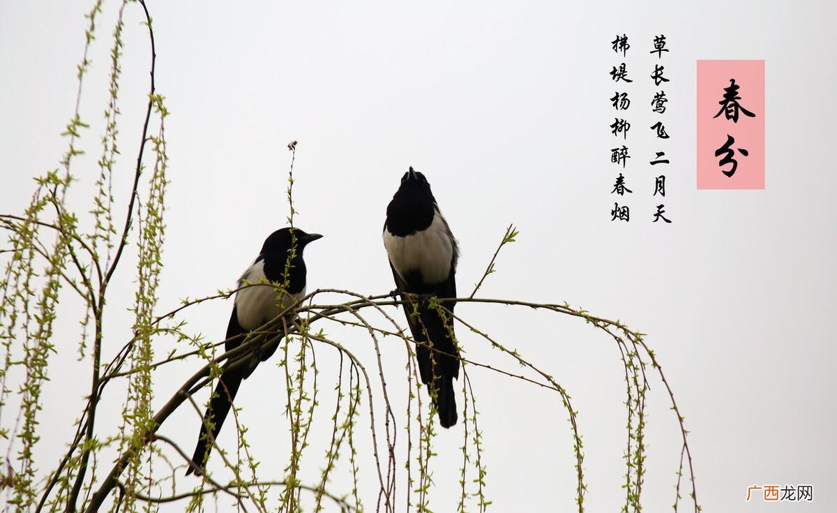 春分的风俗活动和寓意 春分节气的特点和风俗
