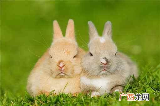 养殖兔子是怎样才能赚钱 兔子养殖需多少成本一只