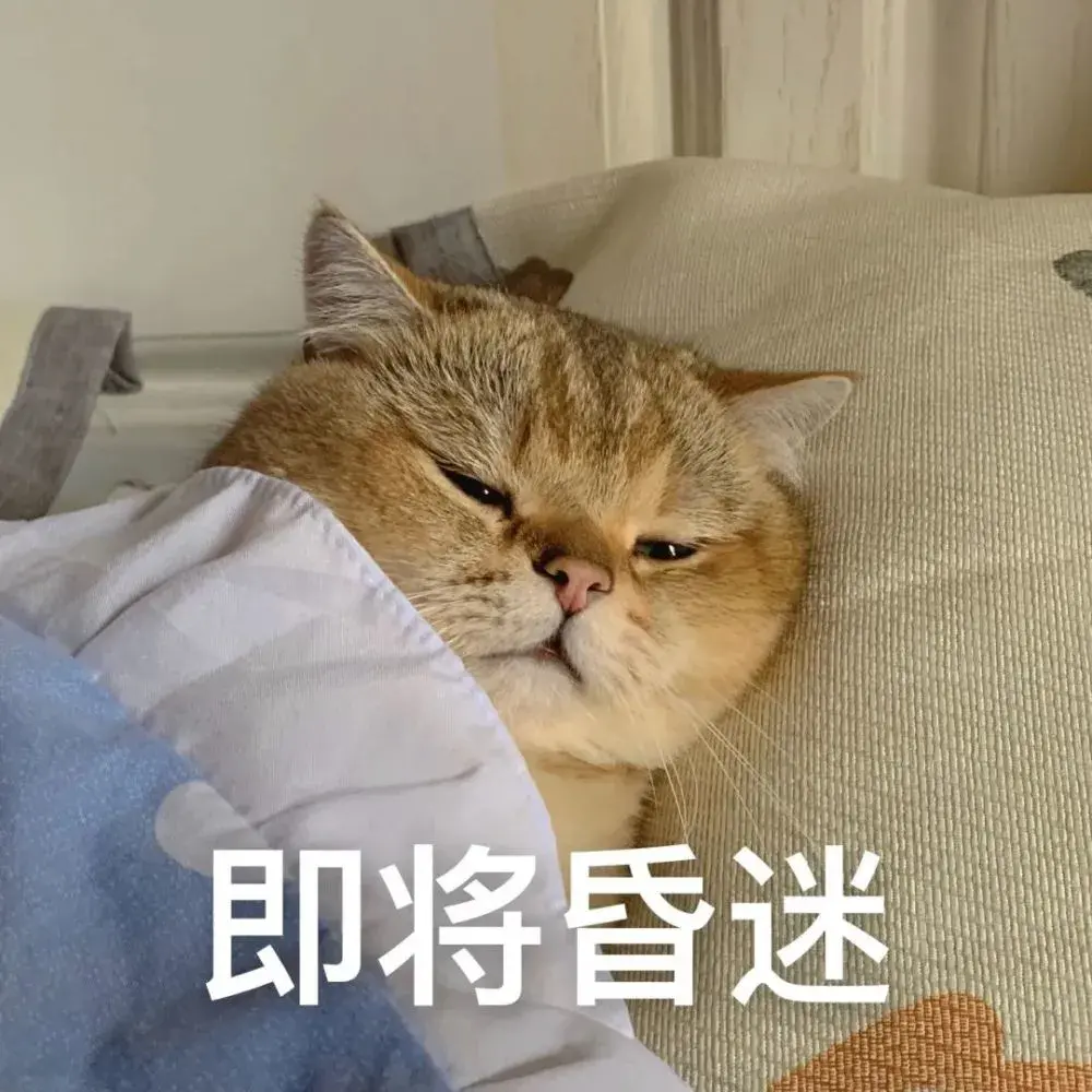 家里养短毛猫缺点多很多人不愿养 千万别养英国短毛猫