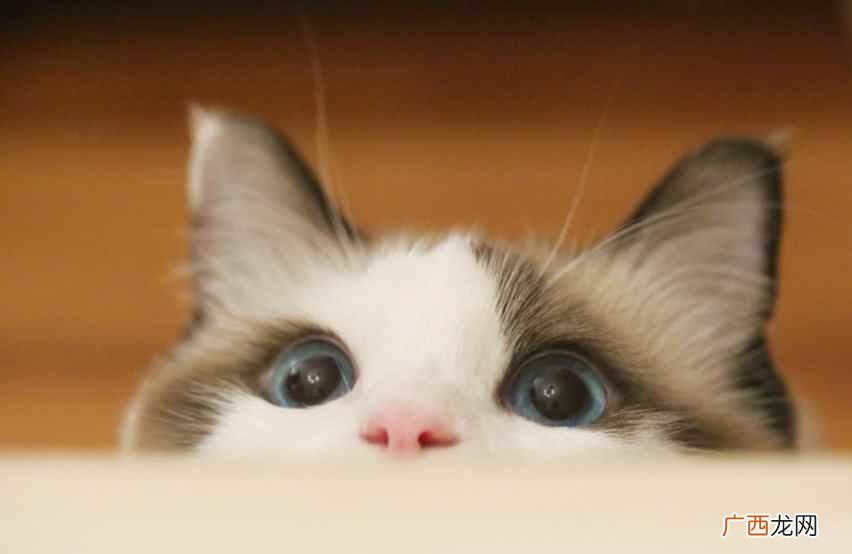 猫咪被伤到后也很有可能会抓伤主人 和猫咪一起睡对身体有害处吗